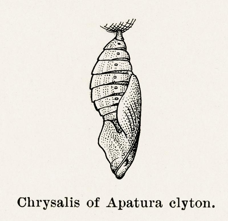 Chrysalis of Apatura clyton (Emperors) from Moths and butterflies of the United States (1900) by Sherman F. Denton (1856-1937). Digitally enhanced from our own publication. Chrysalis of Apatura clyton (Emperors) from Moths and butterflies of the United States (1900) by Sherman F. Denton (1856…
