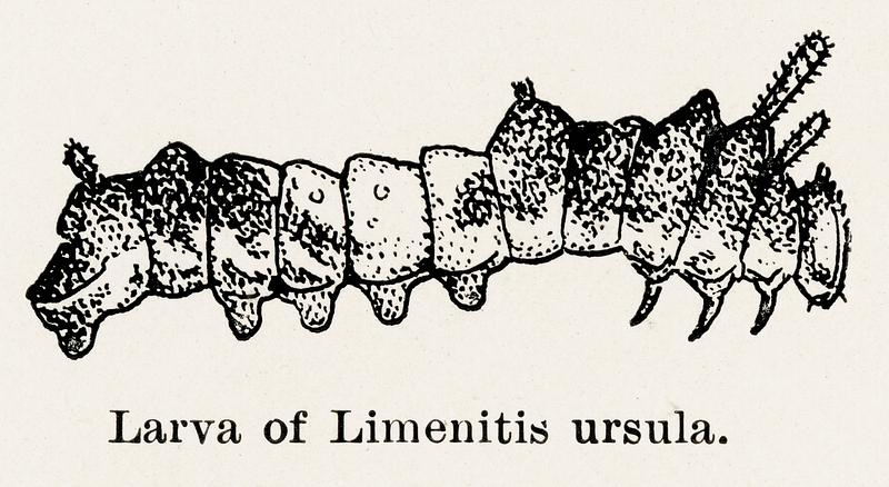 Larva of Limenitis ursula (Red-spotted Purple) from Moths and butterflies of the United States (1900) by Sherman F. Denton (1856-1937). Digitally enhanced from our own publication. Larva of Limenitis ursula (Red-spotted Purple) from Moths and butterflies of the United States (1900) by Sherman F. Denton…