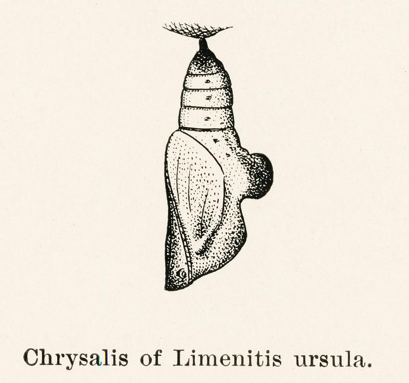 Chrysalis of Limenitis ursula (Red-spotted Purple) from Moths and butterflies of the United States (1900) by Sherman F. Denton (1856-1937). Digitally enhanced from our own publication. Chrysalis of Limenitis ursula (Red-spotted Purple) from Moths and butterflies of the United States (1900) by Sherman F.…