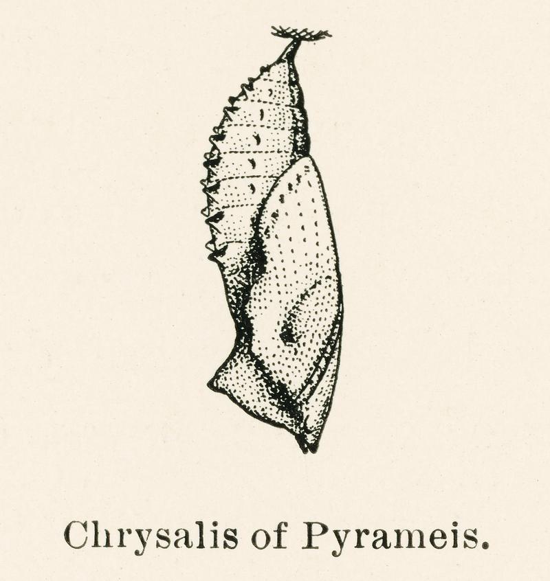 Chrysalis of Pyrameis (Brush-footed Butterflies) from Moths and butterflies of the United States (1900) by Sherman F. Denton (1856-1937). Digitally enhanced from our own publication. Chrysalis of Pyrameis (Brush-footed Butterflies) from Moths and butterflies of the United States (1900) by Sherman F. Denton…