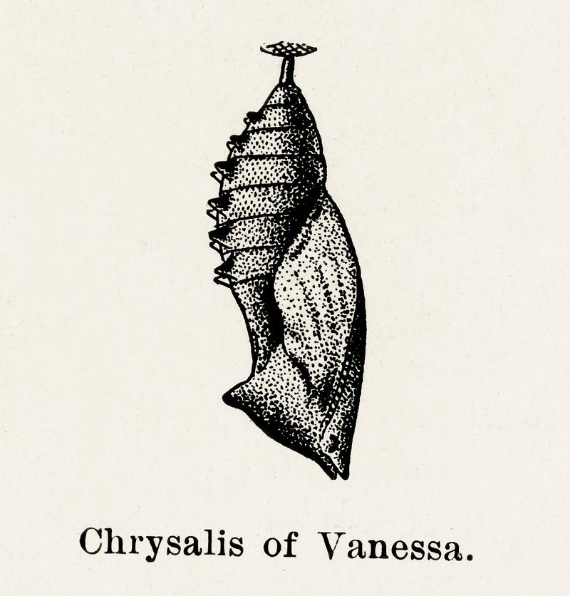Chrysalis of Vanessa (Brush-footed Butterflies) from Moths and butterflies of the United States (1900) by Sherman F. Denton (1856-1937). Digitally enhanced from our own publication. Chrysalis of Vanessa (Brush-footed Butterflies) from Moths and butterflies of the United States (1900) by Sherman F. Denton…