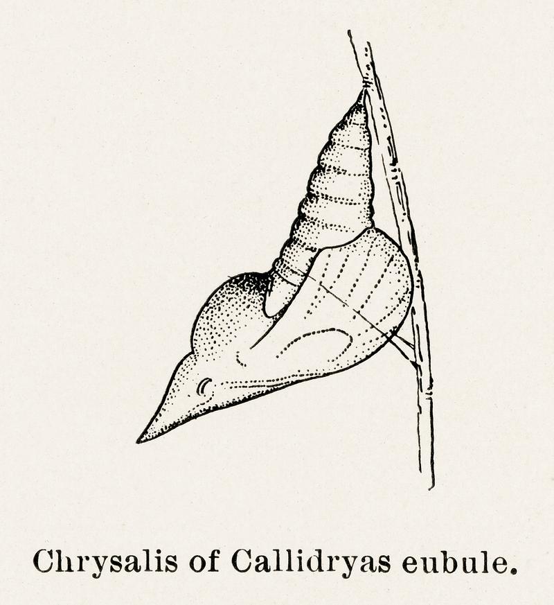 Chrysalis of Callidryas eubale (Sulphur) from Moths and butterflies of the United States (1900) by Sherman F. Denton (1856-1937). Digitally enhanced from our own publication. Chrysalis of Callidryas eubale (Sulphur) from Moths and butterflies of the United States (1900) by Sherman F. Denton (1856…