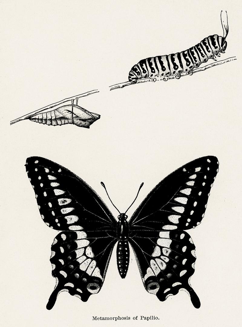 Metamorphosis of Papilio (Butterfly) from Moths and butterflies of the United States (1900) by Sherman F. Denton (1856-1937). Digitally enhanced from our own publication. Metamorphosis of Papilio (Butterfly) from Moths and butterflies of the United States (1900) by Sherman F. Denton (1856-1937).…