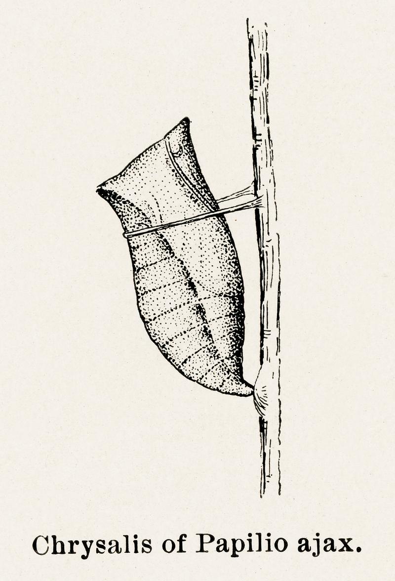Chrysalis of Papilio ajax from Moths and butterflies of the United States (1900) by Sherman F. Denton (1856-1937). Digitally enhanced from our own publication. Chrysalis of Papilio ajax from Moths and butterflies of the United States (1900) by Sherman F. Denton (1856-1937). Digitally…
