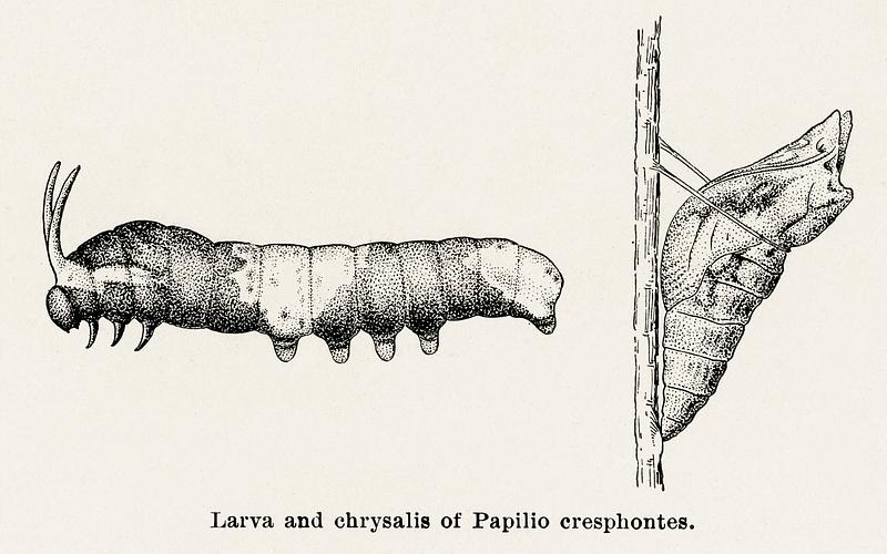 Larva and chrysalis of Papilio creshontes (Giant Swallowtail) from Moths and butterflies of the United States (1900) by Sherman F. Denton (1856-1937). Digitally enhanced from our own publication. Larva and chrysalis of Papilio creshontes (Giant Swallowtail) from Moths and butterflies of the United States (1900) by…