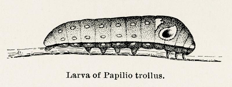 Larva of Papilio troilus (Spicebush Swallowtail) from Moths and butterflies of the United States (1900) by Sherman F. Denton (1856-1937). Digitally enhanced from our own publication. Larva of Papilio troilus (Spicebush Swallowtail) from Moths and butterflies of the United States (1900) by Sherman F. Denton…
