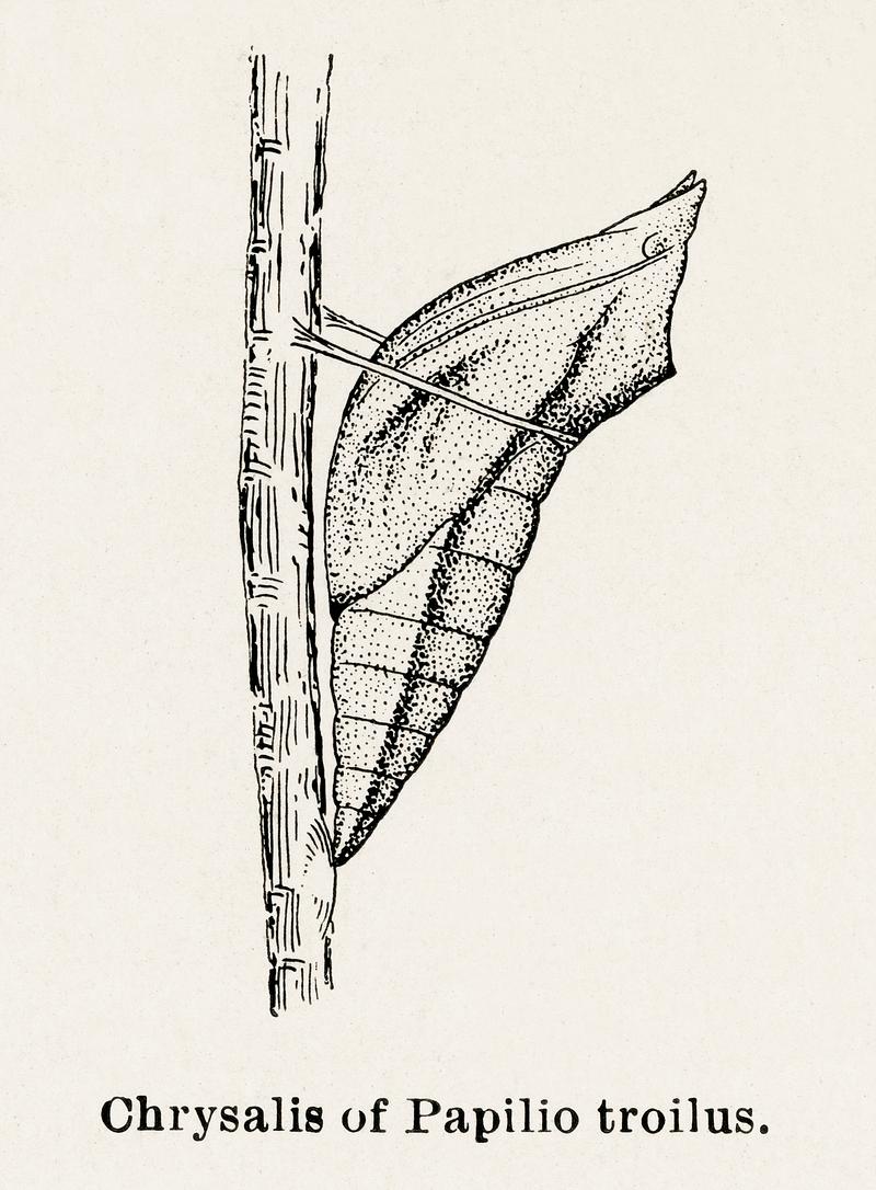 Chrysalis of Papilio troilus (Spicebush Swallowtail) from Moths and butterflies of the United States (1900) by Sherman F. Denton (1856-1937). Digitally enhanced from our own publication. Chrysalis of Papilio troilus (Spicebush Swallowtail) from Moths and butterflies of the United States (1900) by Sherman F.…