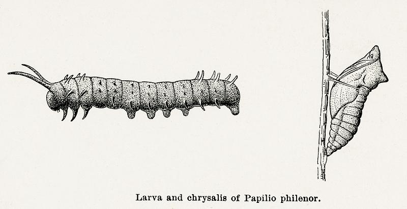 Larva and chrysalis of Papilio philenor (Blue Swallowtail) from Moths and butterflies of the United States (1900) by Sherman F. Denton (1856-1937). Digitally enhanced from our own publication. Larva and chrysalis of Papilio philenor (Blue Swallowtail) from Moths and butterflies of the United States (1900) by Sherman…