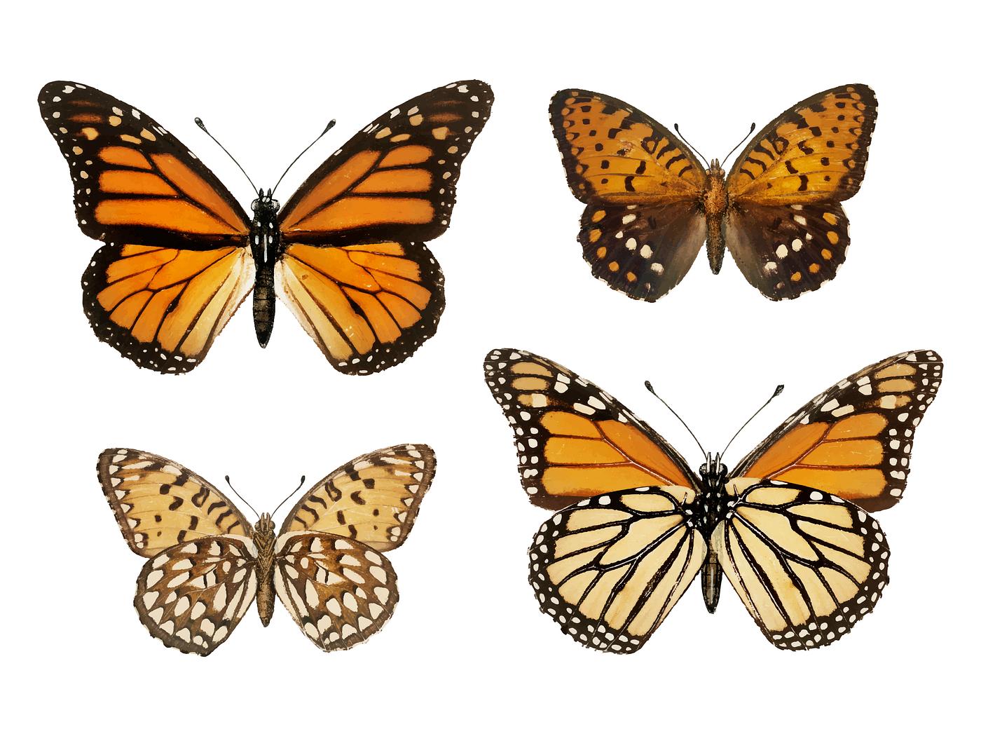 Monarch Butterfly (Danais Archippus) from Moths and butterflies of the United States (1900) by Sherman F. Denton (1856-1937... Monarch Butterfly (Danais Archippus) from Moths and butterflies of the United States (1900) by Sherman F. Denton (1856-1937...
