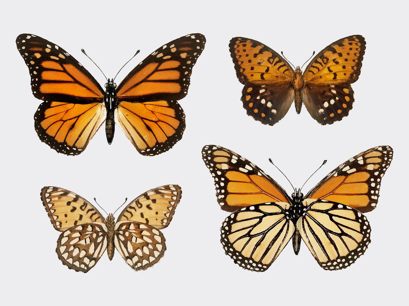 Monarch Butterfly (Danais Archippus) from Moths and butterflies of the United States (1900) by Sherman F. Denton (1856-1937... Monarch Butterfly (Danais Archippus) from Moths and butterflies of the United States (1900) by Sherman F. Denton (1856-1937...