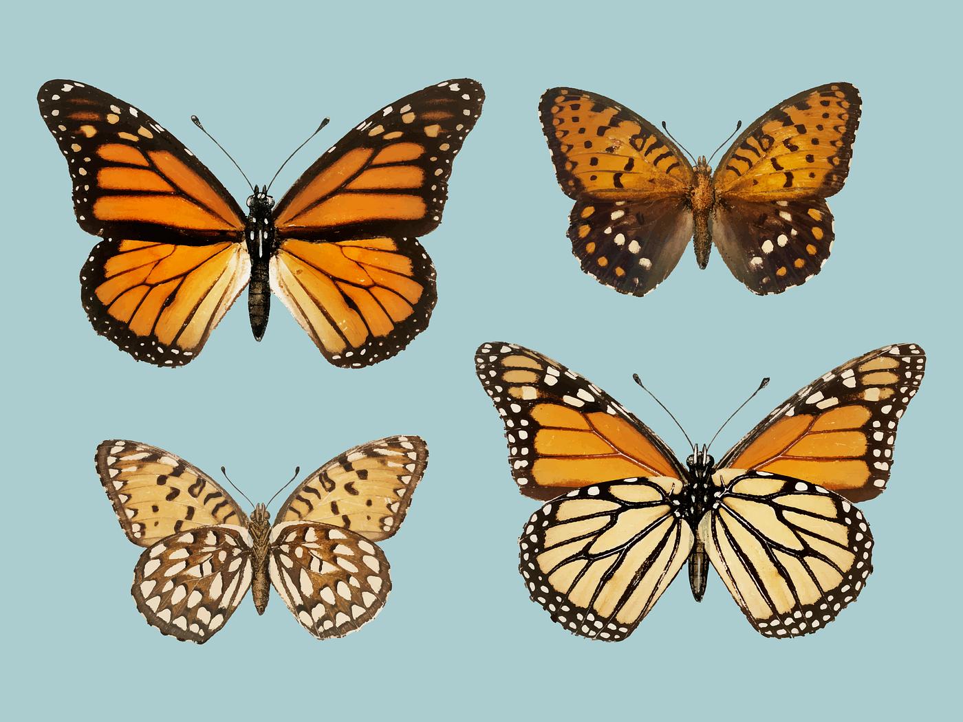 Monarch Butterfly (Danais Archippus) from Moths and butterflies of the United States (1900) by Sherman F. Denton (1856-1937... Monarch Butterfly (Danais Archippus) from Moths and butterflies of the United States (1900) by Sherman F. Denton (1856-1937...