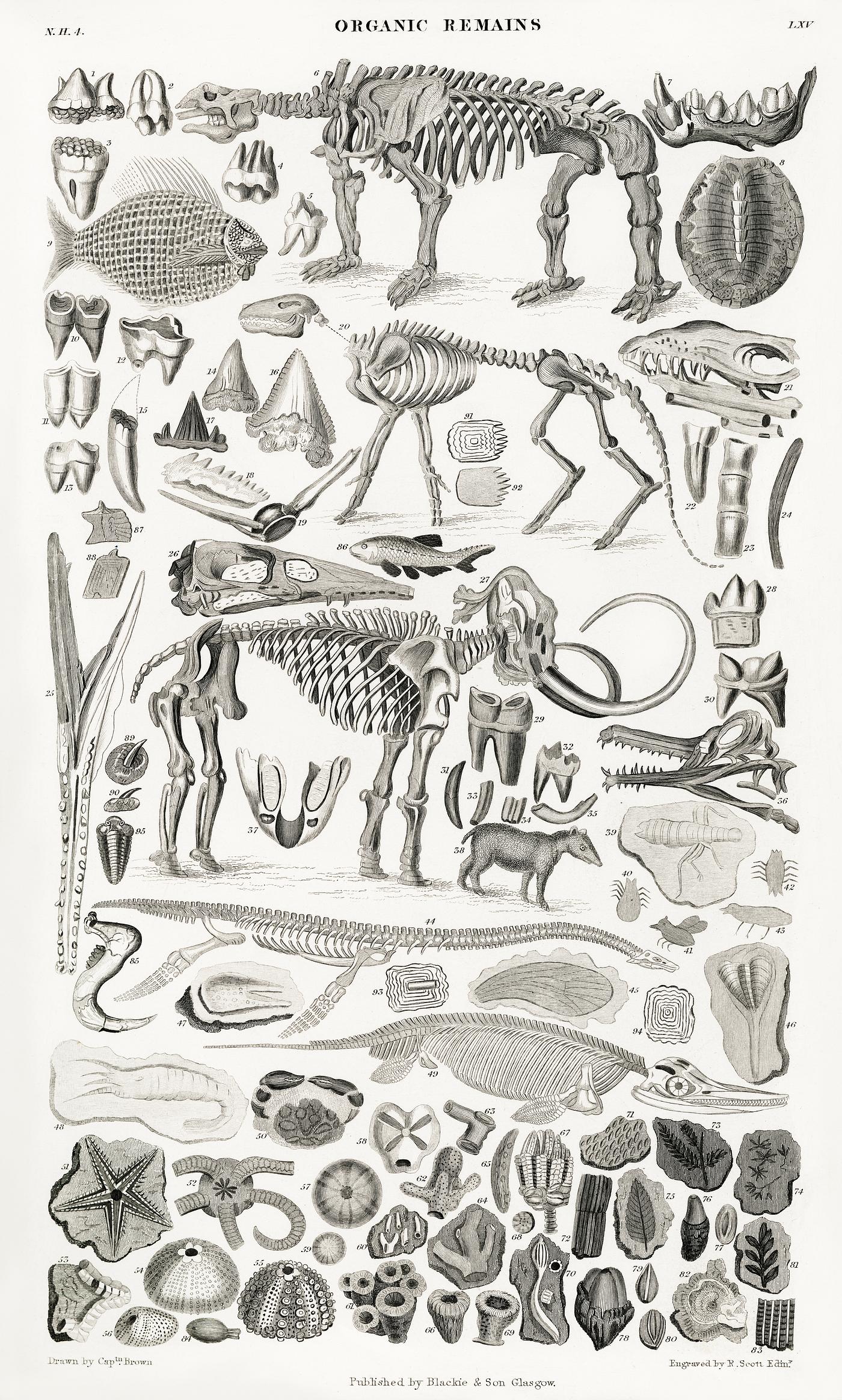 Organic Remains from A history of the earth and animated nature (1820) by Oliver Goldsmith (1730-1774). Digitally enhanced... Organic Remains from A history of the earth and animated nature (1820) by Oliver Goldsmith (1730-1774). Digitally enhanced...