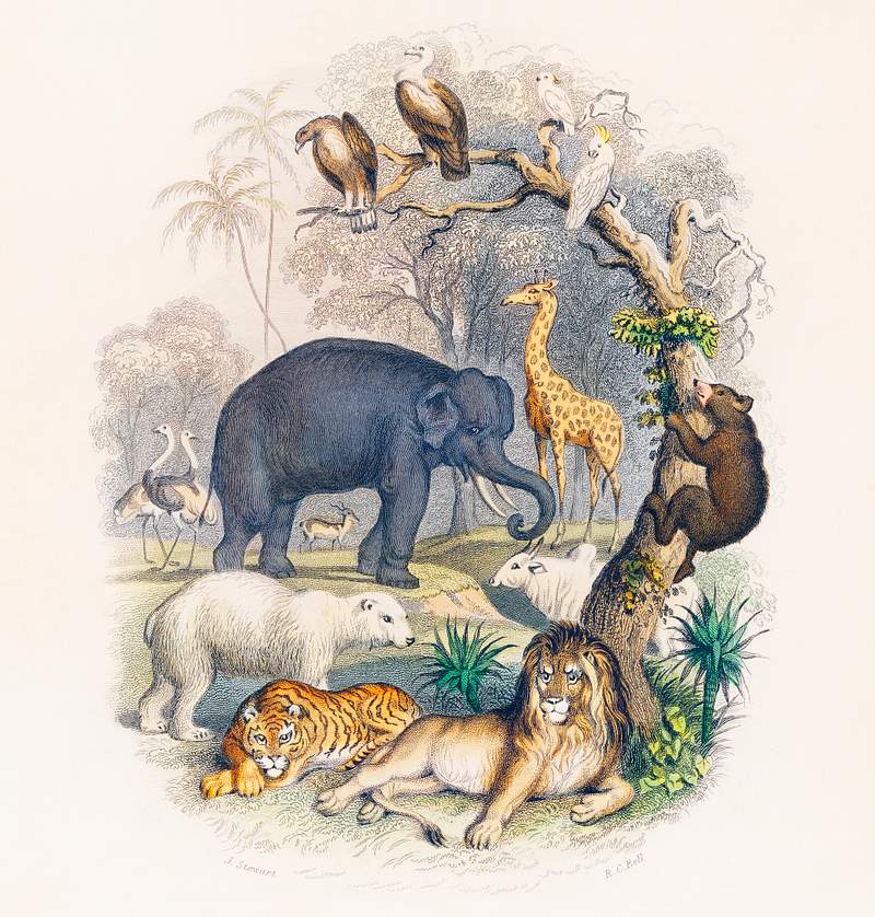 Cover of A history of the earth and animated nature (1820) by Oliver Goldsmith (1730-1774). Digitally enhanced from our own…