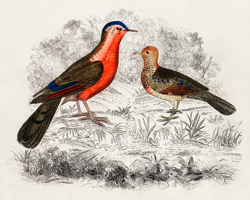 Hand drawn sketch of birds by Oliver Goldsmith (1730-1774). Digitally enhanced from our own original edition.