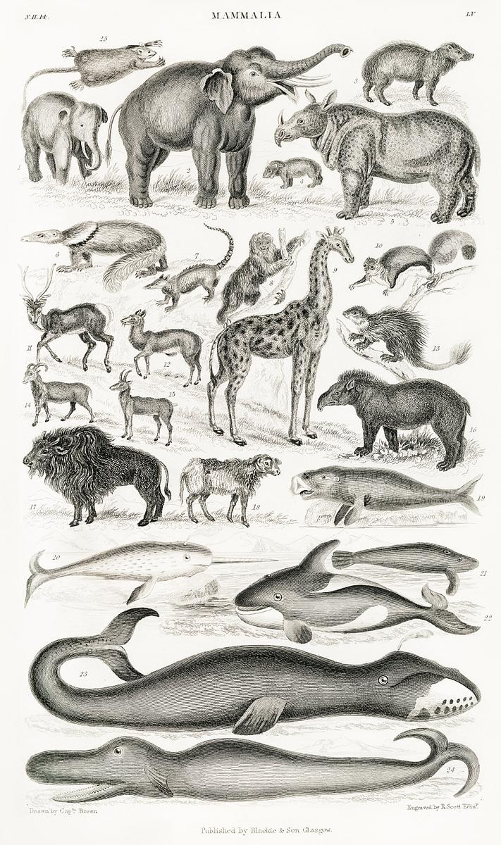 Mammalia from A history of the earth and… | Free public domain illustration Mammalia from A history of the earth and animated nature (1820) by Oliver Goldsmith (1730-1774). Digitally enhanced from our…