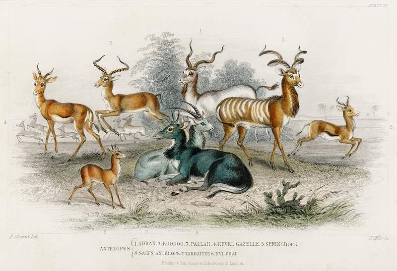 Addax, Koodoo, Pallah, Kevel Gazelle, Springbock, Salt's Antelope, Takhaitze, and Nyl Ghau from A history of the earth and…