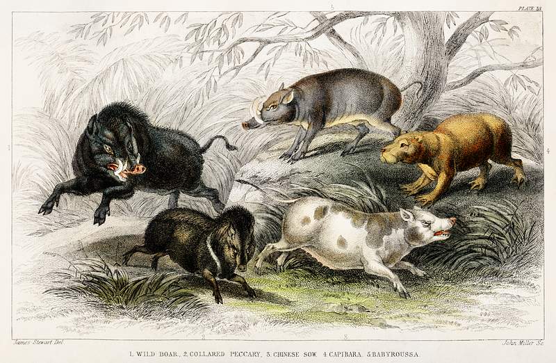 Wild Boar, Collared Peccary, Chinese Sow, Capibara, and Babyroussa from A history of the earth and animated nature (1820) by…