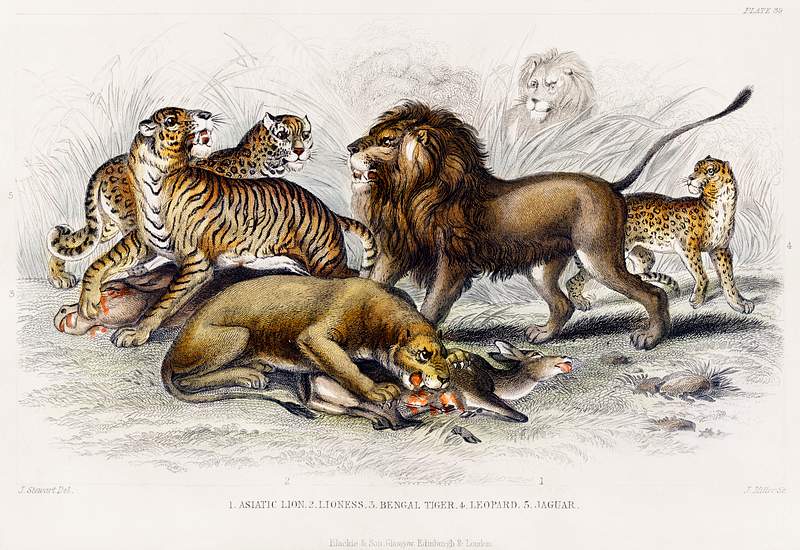 Asiatic Lion, Lioness, Bengal Tiger, Leopard, and Jaguar from A history of the earth and animated nature (1820) by Oliver…