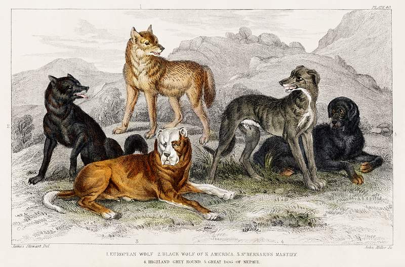 European Wolf, Black Wolf of North America, St.Bernard's Mastiff, Highland Greyhound, and Great Dog of Nepal from A history…