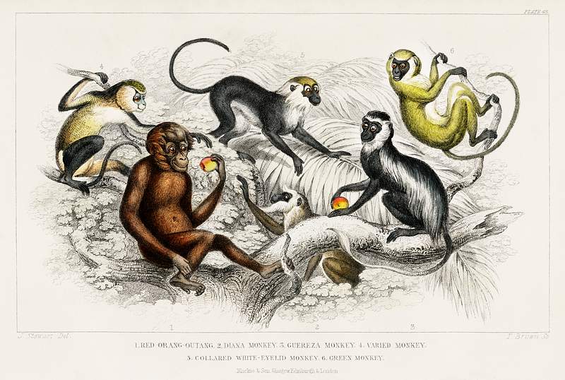 Red Orang-Outang, Diana Monkey, Guereza Monket, Veried Monkey, Collared White-Eyelid Monkey, and Green Monkey from A history…