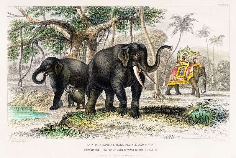 Asiatic Elephant and Caparisoned Elephant from A history of the earth and animated nature (1820) by Oliver Goldsmith (1730…
