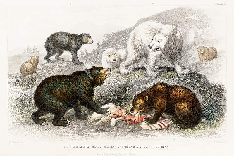 Grisly Bear, European Brown Bear ,American Black Bear, Polar Bear from A history of the earth and animated nature (1820) by…