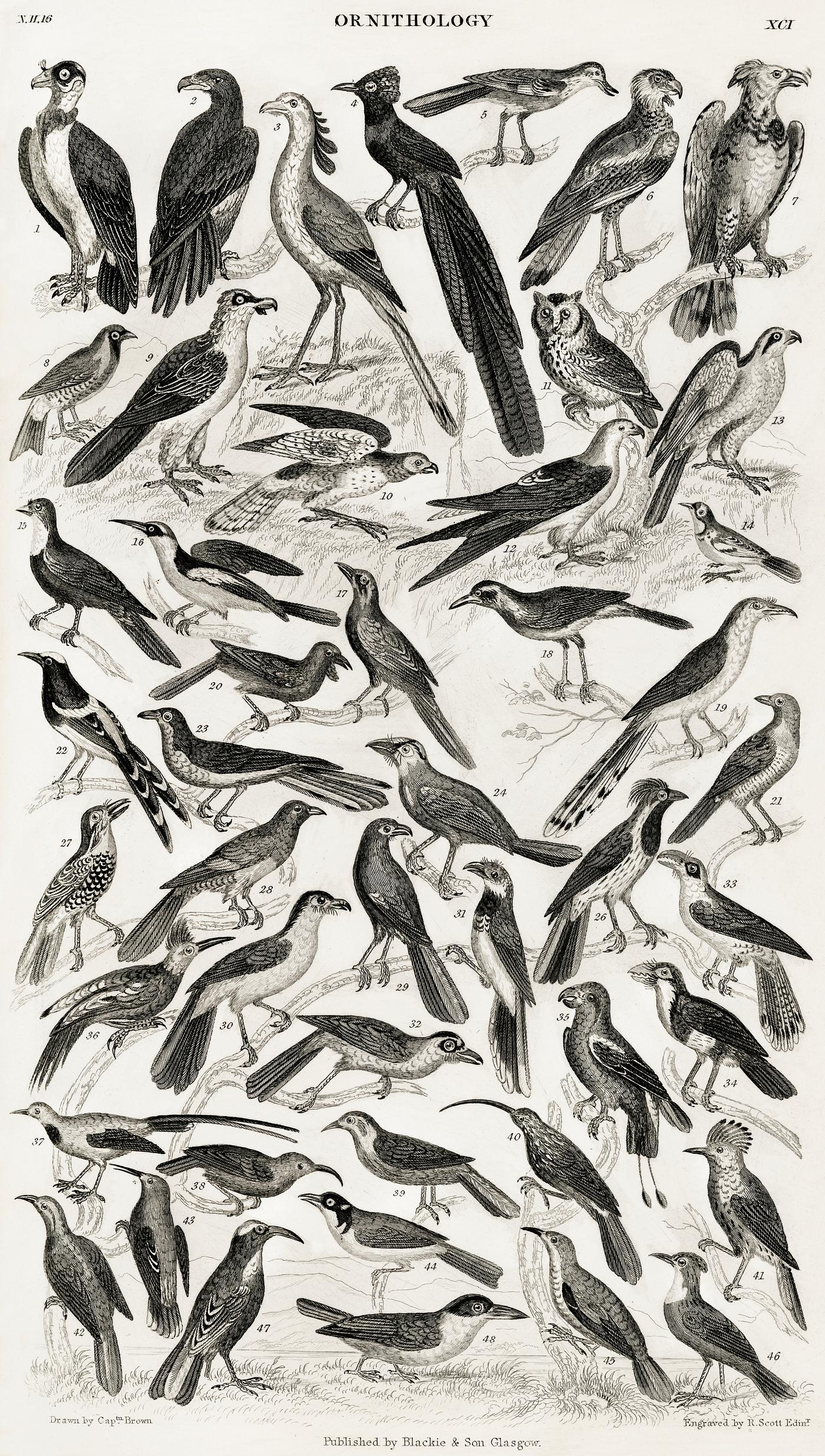 Ornithology from A history of the earth and animated nature (1820) by Oliver Goldsmith (1730-1774). Digitally enhanced from... Ornithology from A history of the earth and animated nature (1820) by Oliver Goldsmith (1730-1774). Digitally enhanced from...