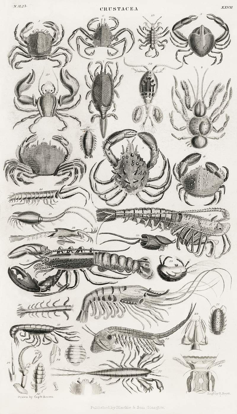 Crustacea from A history of the earth and animated nature (1820) by by Oliver Goldsmith (1730-1774). Digitally enhanced from our own original edition. Crustacea from A history of the earth and animated nature (1820) by by Oliver Goldsmith (1730-1774). Digitally enhanced from…
