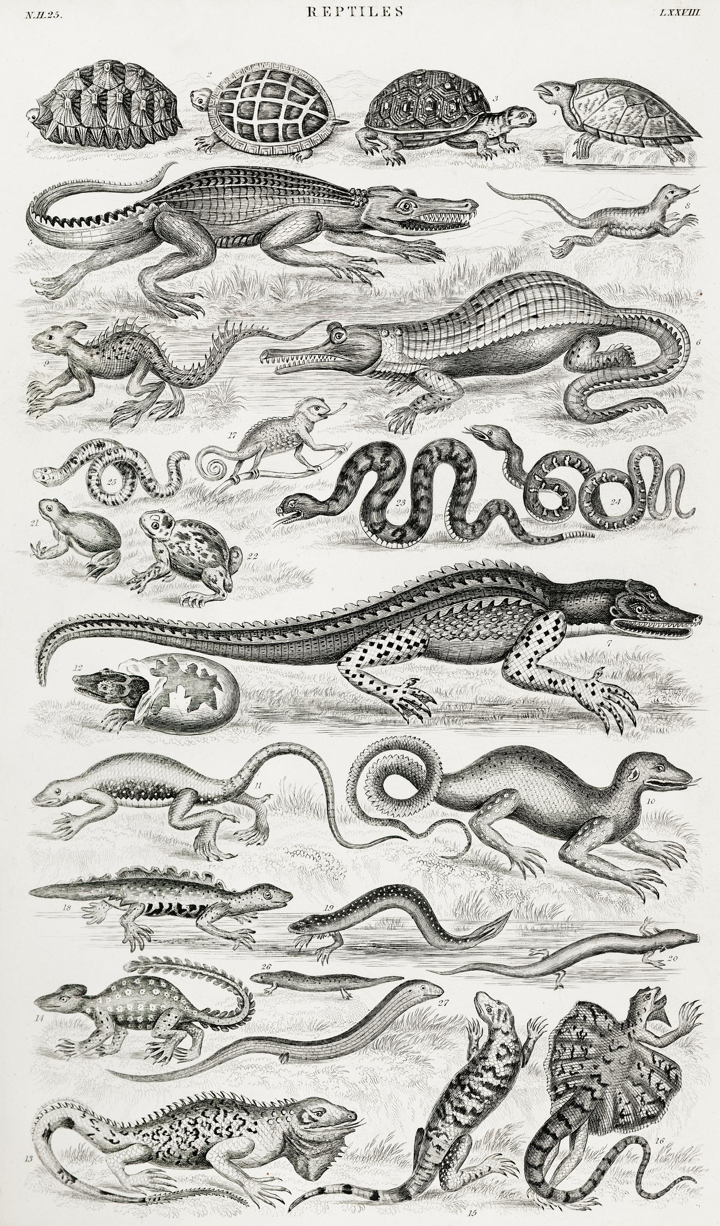 Reptiles from A history of the earth and animated nature (1820) by Oliver Goldsmith (1730-1774). Digitally enhanced from our... Reptiles from A history of the earth and animated nature (1820) by Oliver Goldsmith (1730-1774). Digitally enhanced from our...