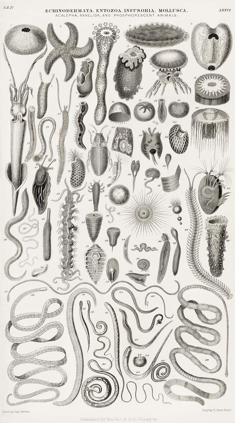 Echinodermata, Entozoa, Infusoria, Mollusca from A history of the earth and animated nature (1820) by Oliver Goldsmith (1730…