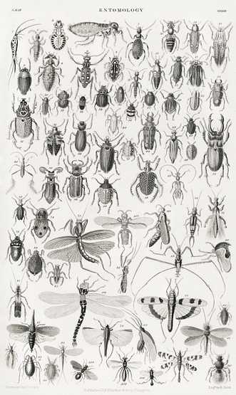 Entomology from A history of the earth and animated nature (1820) by Oliver Goldsmith (1730-1774). Digitally enhanced from our own original edition. Entomology from A history of the earth and animated nature (1820) by Oliver Goldsmith (1730-1774). Digitally enhanced from…