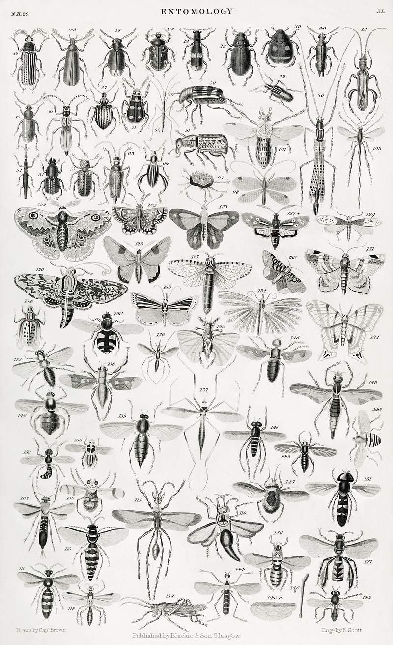 Entomology from A history of the earth and animated nature (1820) by Oliver Goldsmith (1730-1774). Digitally enhanced from…