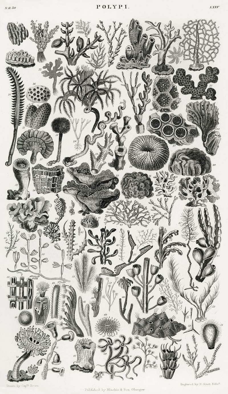 Polypi from A history of the earth and animated nature (1820) by Oliver Goldsmith (1730-1774). Digitally enhanced from our…