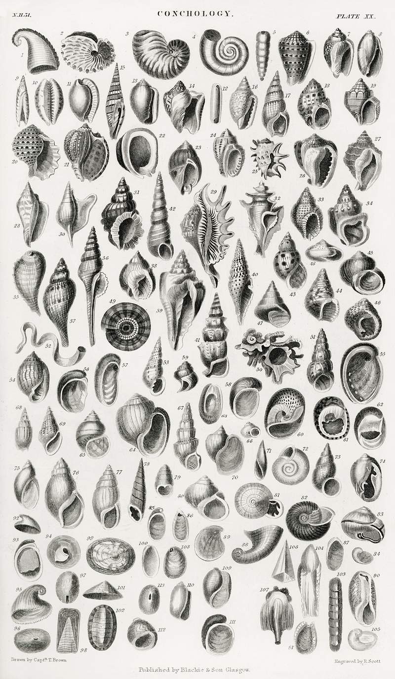 Conchology from A history of the earth and animated nature (1820) by Oliver Goldsmith (1730-1774). Digitally enhanced from…
