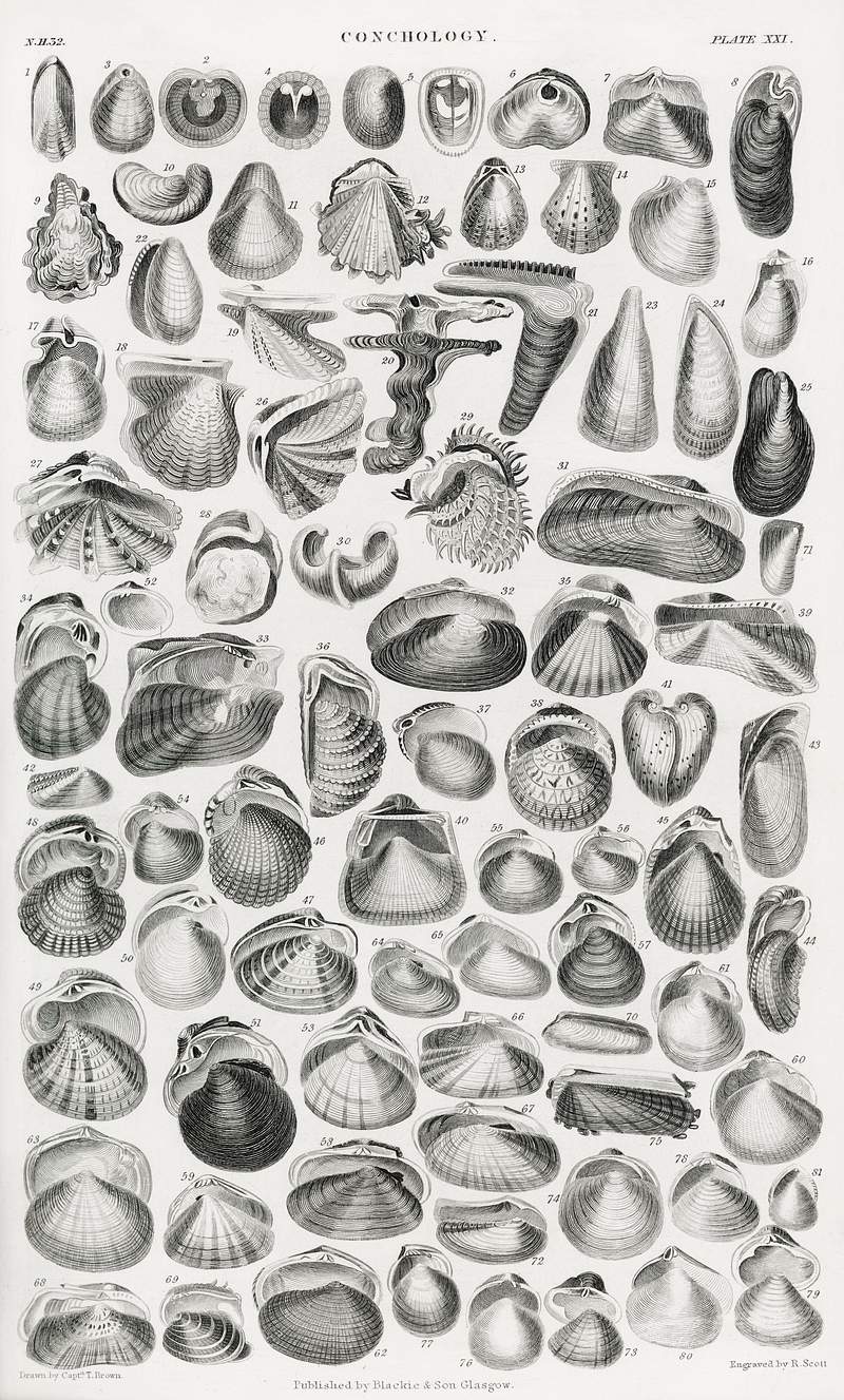 Conchology from A history of the earth and animated nature (1820) by Oliver Goldsmith (1730-1774). Digitally enhanced from…