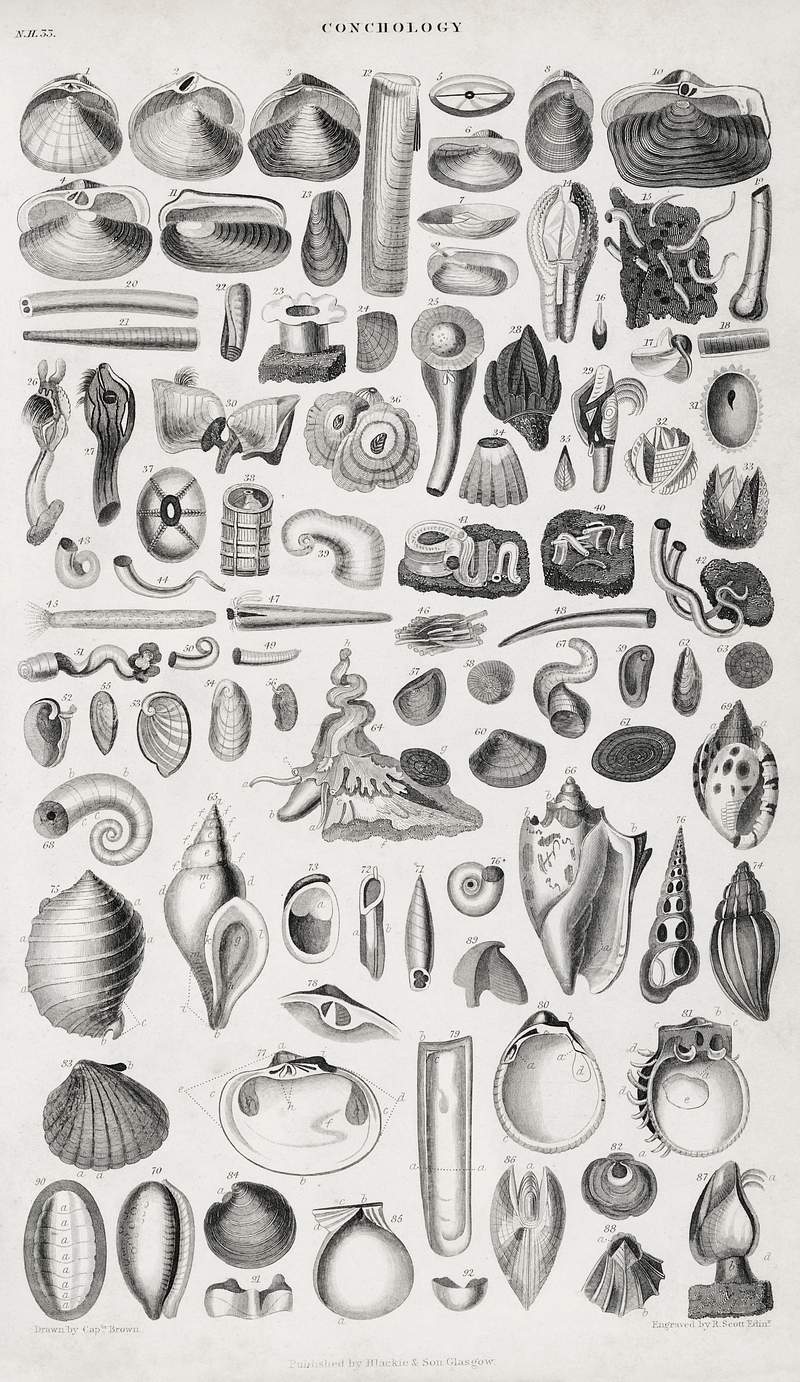 Conchology from A history of the earth and animated nature (1820) by Oliver Goldsmith (1730-1774). Digitally enhanced from…