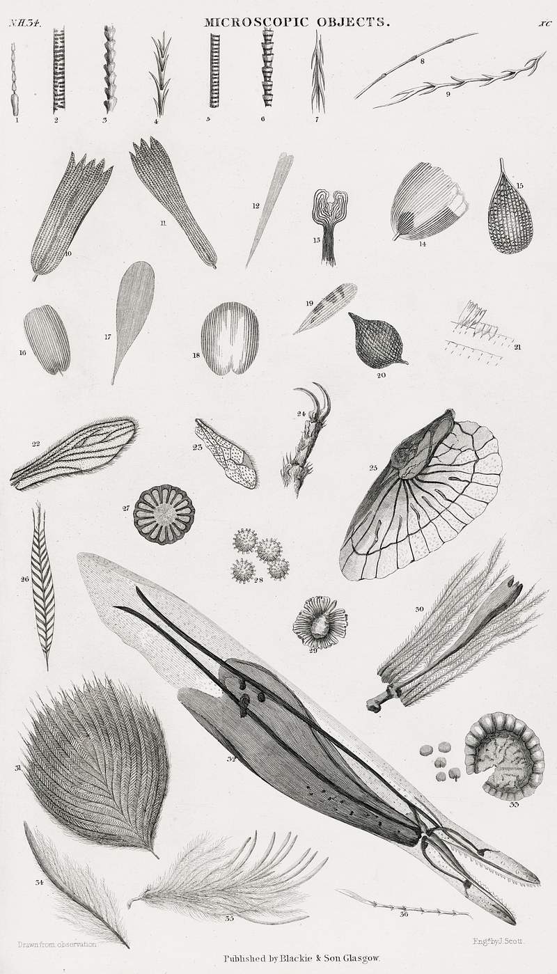 Microscopic Objects from A history of the earth and animated nature (1820) by Oliver Goldsmith (1730-1774). Digitally…