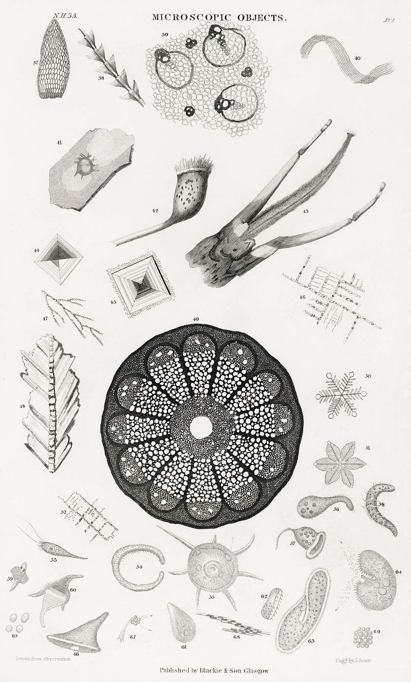Free royalty image about Microscopic Objects from A history of the earth and animated nature (1820) by Oliver Goldsmith (1730-1774). Digitally… Microscopic Objects from A history of the earth and animated nature (1820) by Oliver Goldsmith (1730-1774). Digitally…