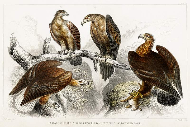 Great Sea Eagle, Golden Eagle, Small Cape Eagle, and Wedge Tailed Eagle from A history of the earth and animated nature…