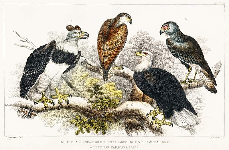 White Headed Sea Eagle, Great Harpy Eagle, Chilian Sea Eagle, and Brazilian Caracara Eagle from A history of the earth and…