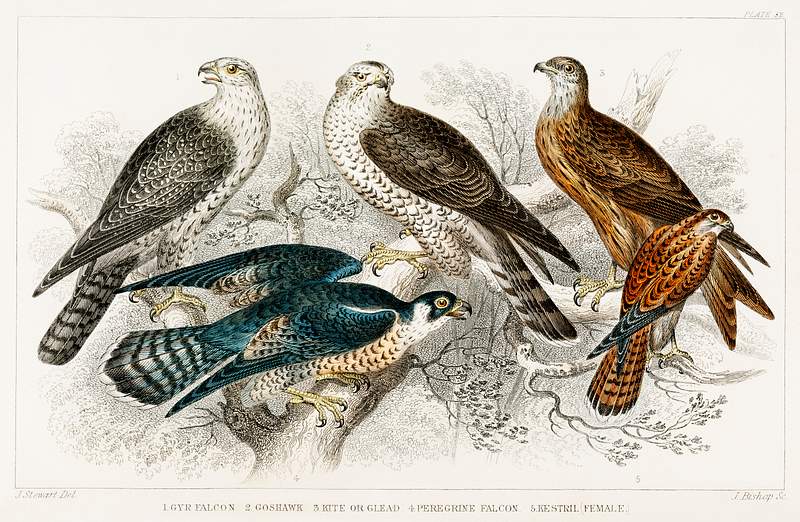 Gyr Falcon, Goshawk, Kite or Glead, Peregrine Falcon, and Kestril (Female) from A history of the earth and animated nature…