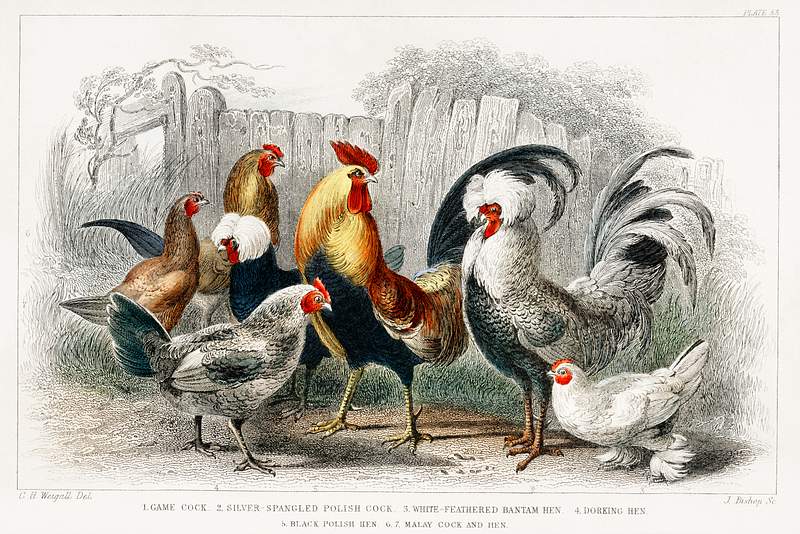 Game Cock, Silver Spangled, White Feathered Bantam Hen, Dorking Hen, Black Polish Hen, Malay Cock, and Hen from A history of…