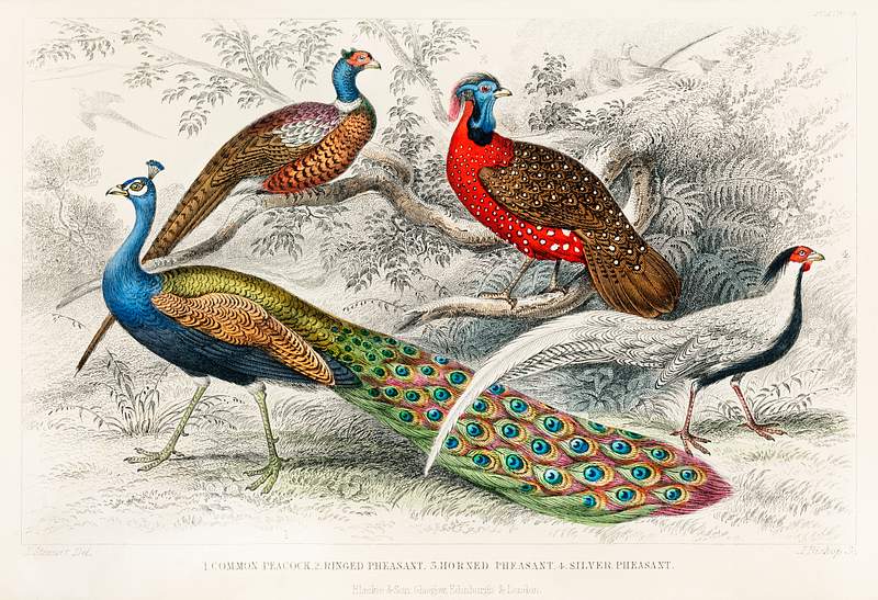 Common Peacock, Ringed Pheasant, Horned Pheasant, and Silver Pheasant from A history of the earth and animated nature (1820)…