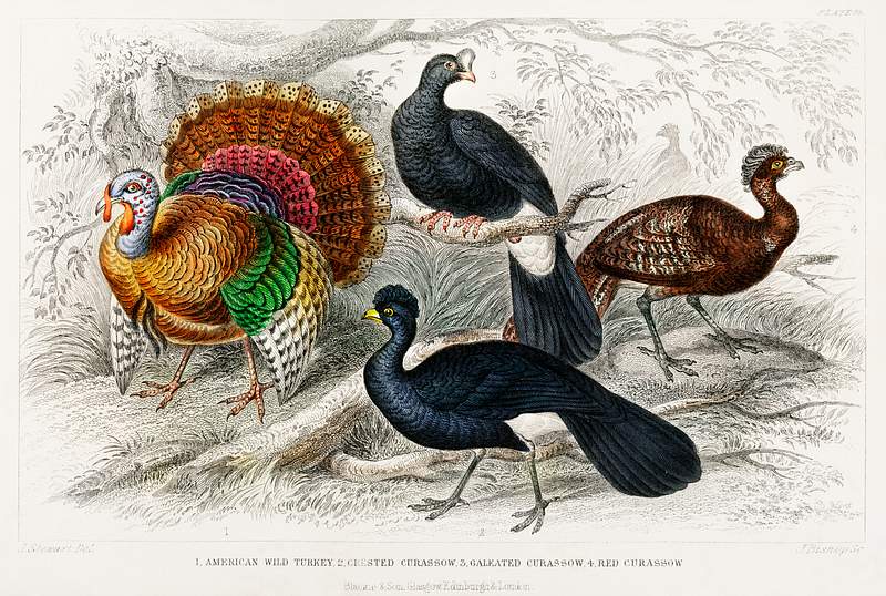 American Wild Turkey, Crested Curassow, Galeated Curassow, and Red Curassow from A history of the earth and animated nature…