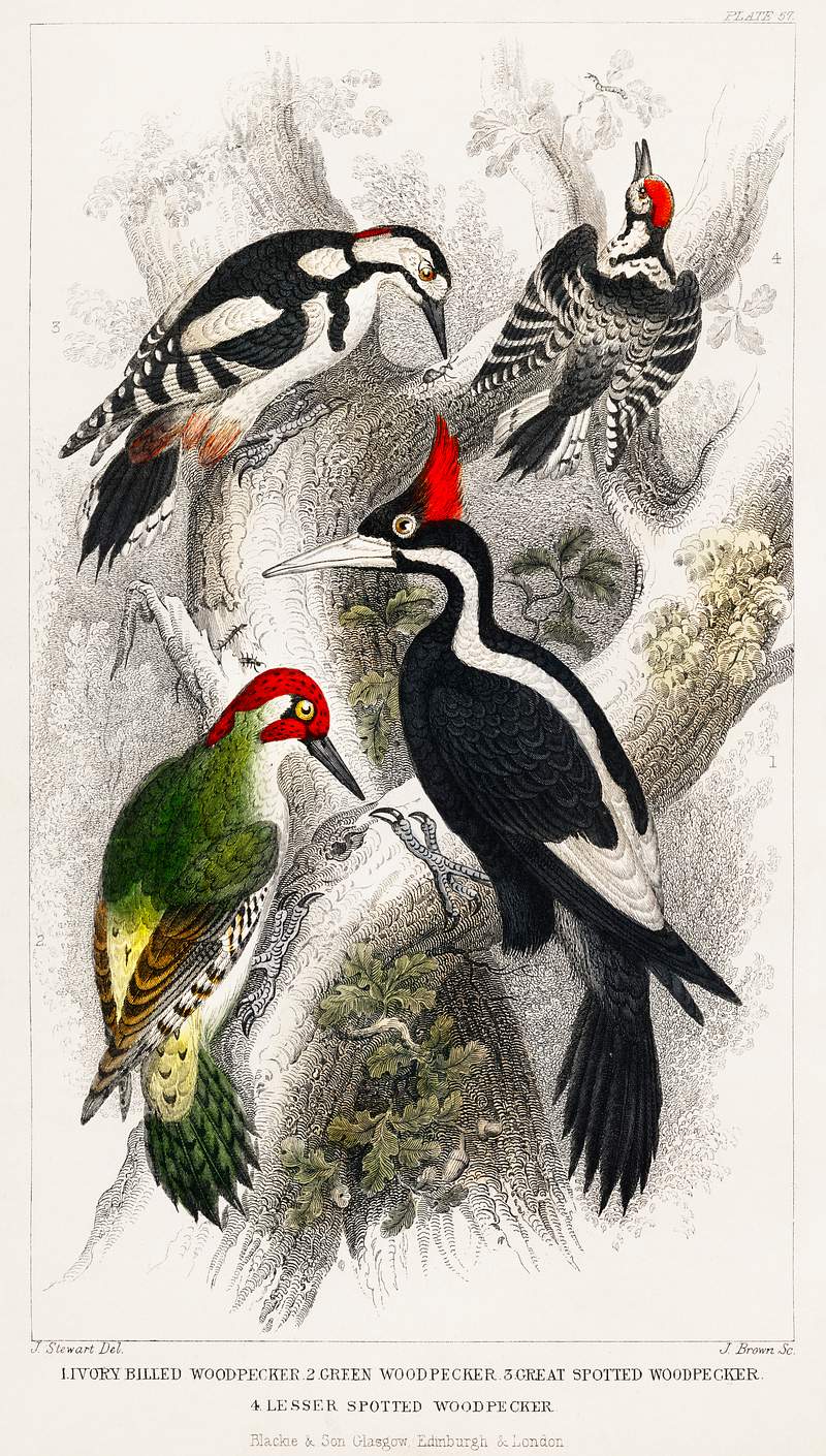 Ivory Billed Woodpecker, Green Woodpecker, Great Spotted Woodpecker, and Lesser Spotted Woodpecker from A history of the…