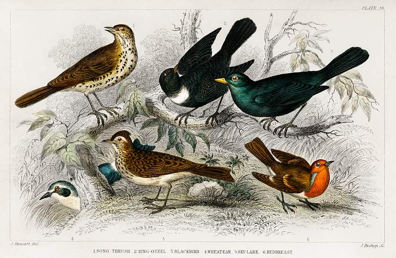 Song Thrush, Ring Ouzel, Blackbird, Wheat Ear, Sky Lark, and Redbreast from A history of the earth and animated nature (1820)…