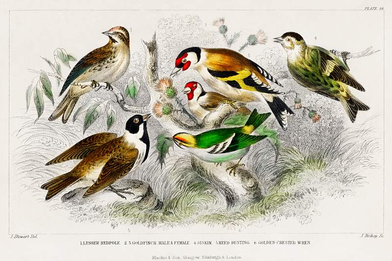Lesser Redpole, Goldfinch Male & Female, Siskin, Reed Bunting, and Golden Crested Wren from A history of the earth and…