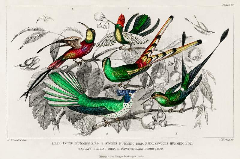 Bar-Tailed Humming Bird, Stoke Humming Bird, Underwood's Humming Bird, Gould's Humming Bird, and Topaz Throated Humming Bird…