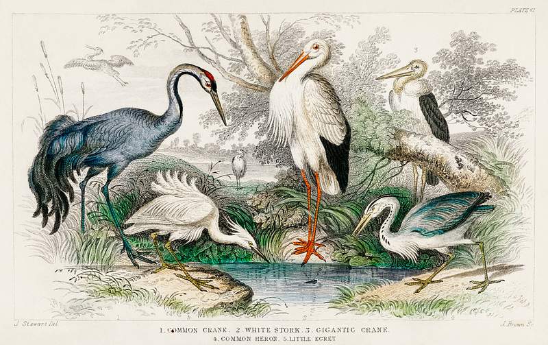 Common Crane, White Stork, Gigantic Crane, Common Heron, and Little Egret from A history of the earth and animated nature…