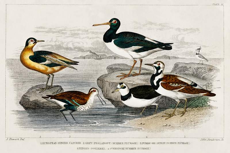 European Oyster Catcher, Grey Phalarope (Summer Plumage), Purre or Dunlin (Summer Plumage), Ringed Dotterel, Turnstone…
